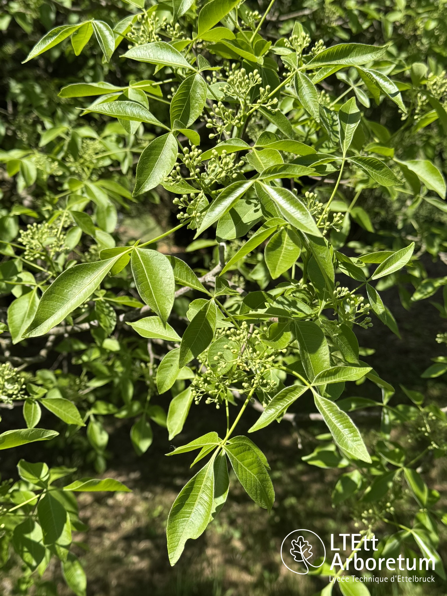 Ptelea trifoliata 250525 (3)_watermarked