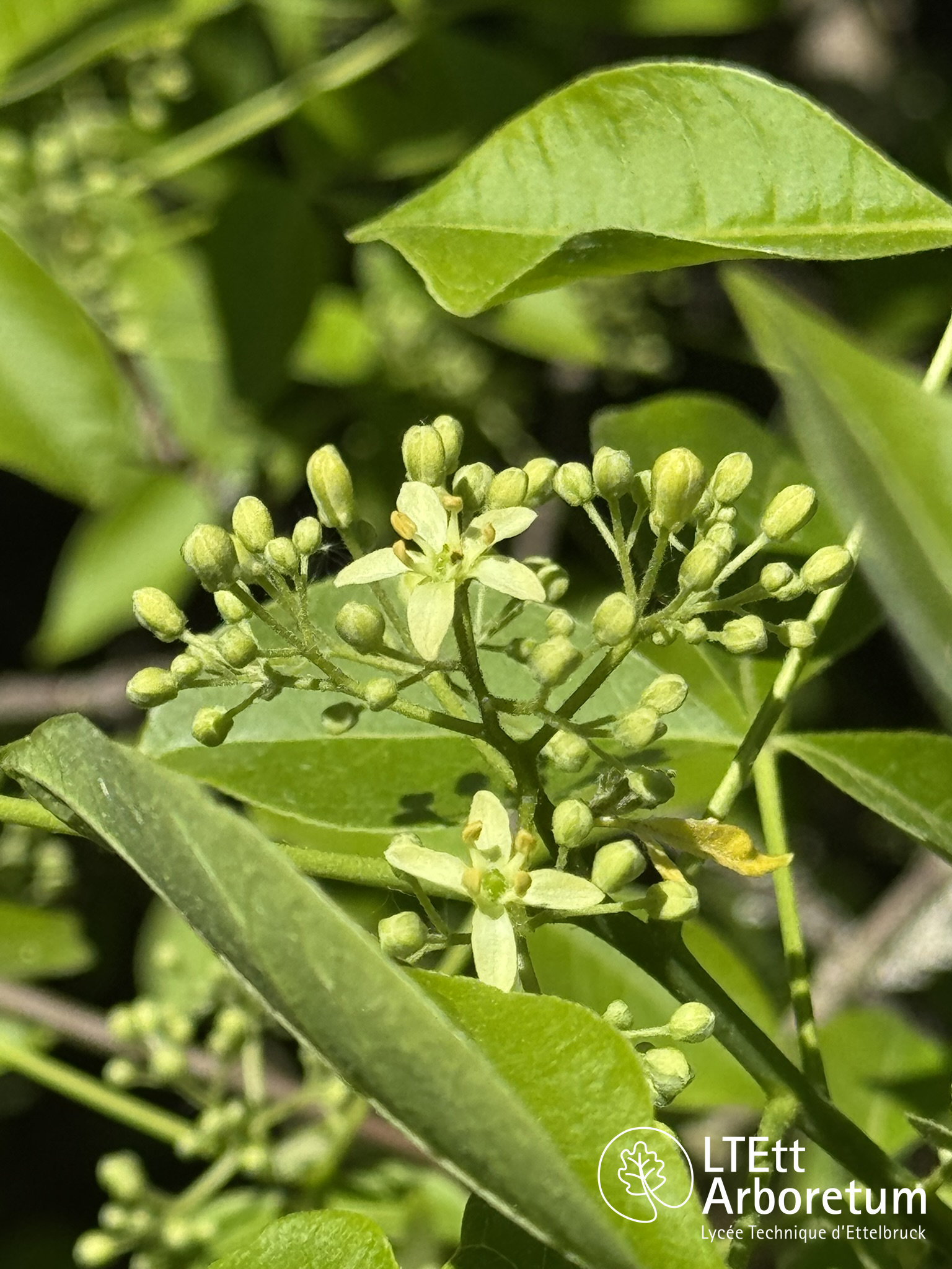 Ptelea trifoliata 250525 (5)_watermarked