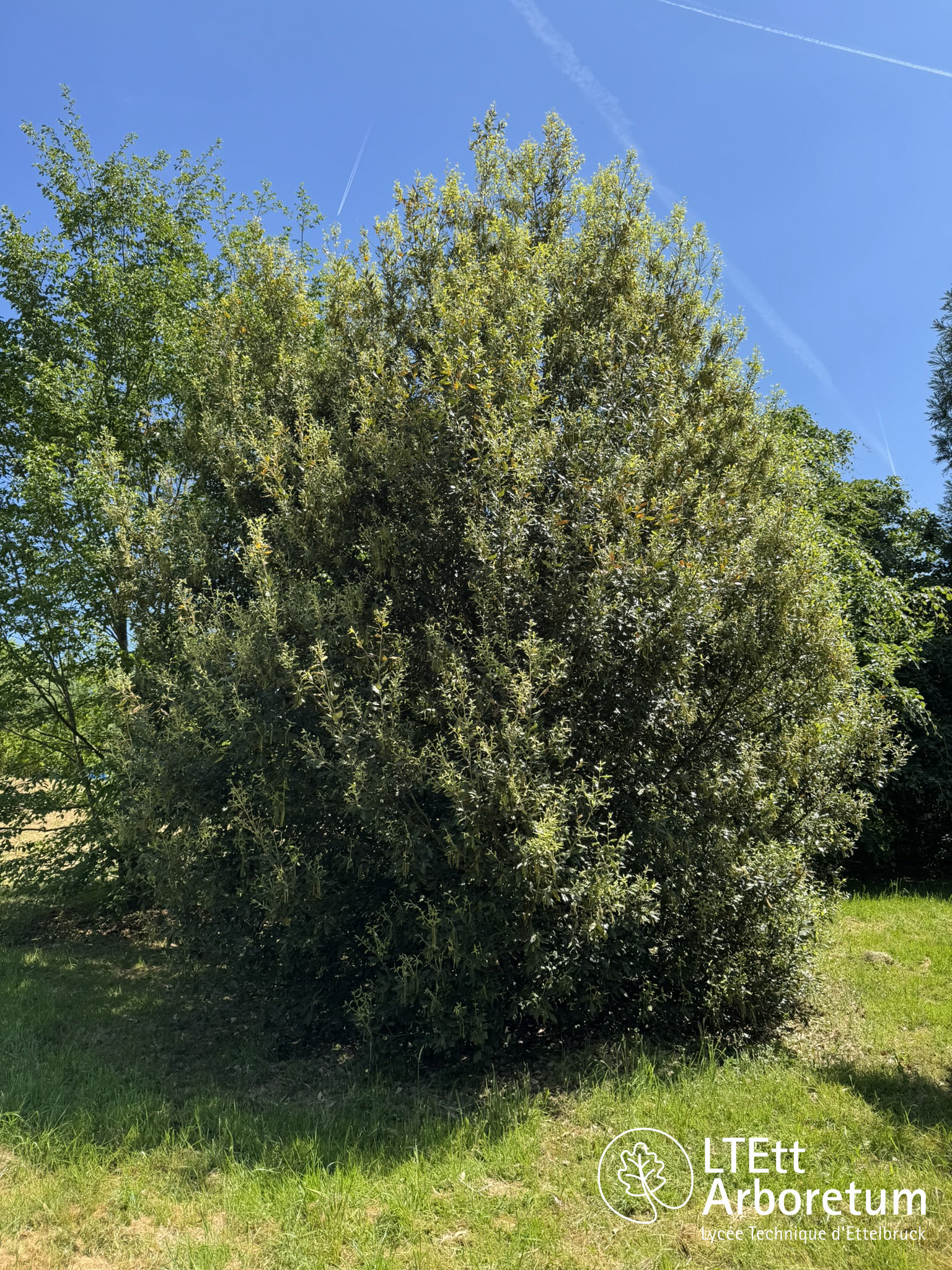 Quercus ilex 250520 (1)_watermarked