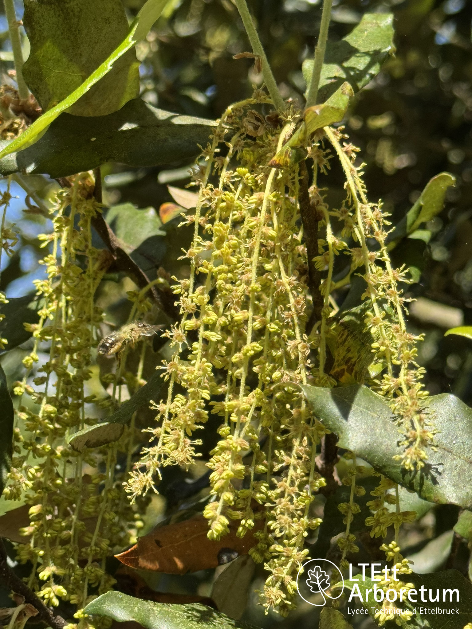 Quercus ilex 250520 (4)_watermarked