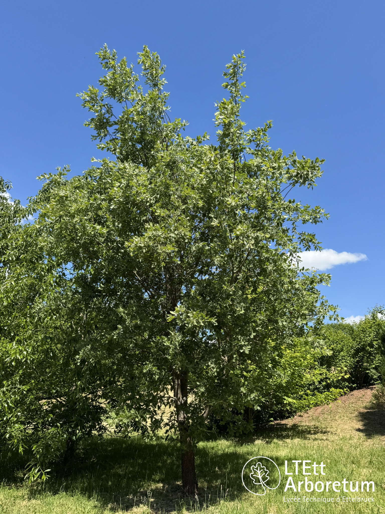 Quercus macrolepis subsp. ithaburensis 250520 (12)_watermarked