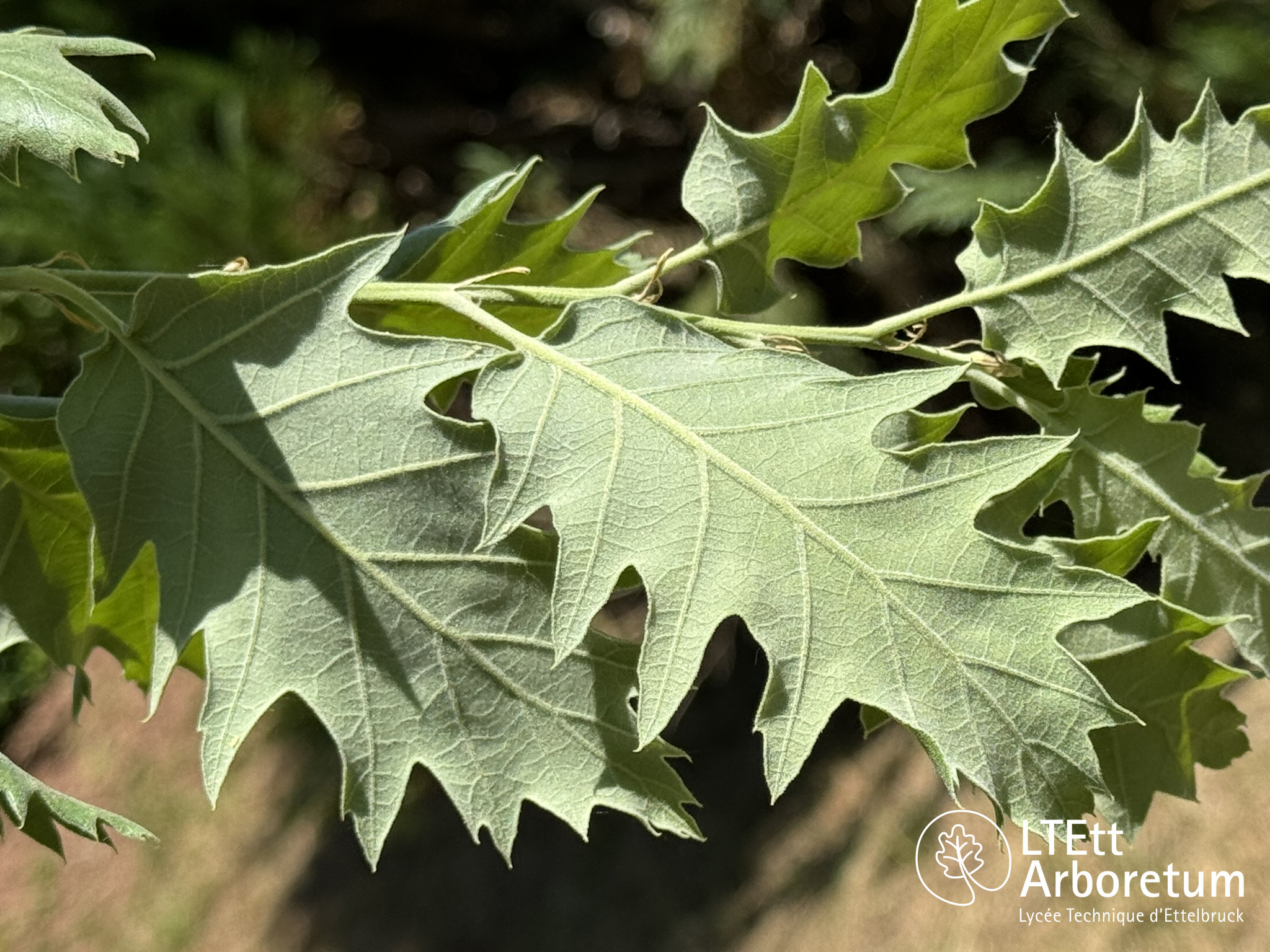 Quercus macrolepis subsp. ithaburensis 250520 (4)_watermarked