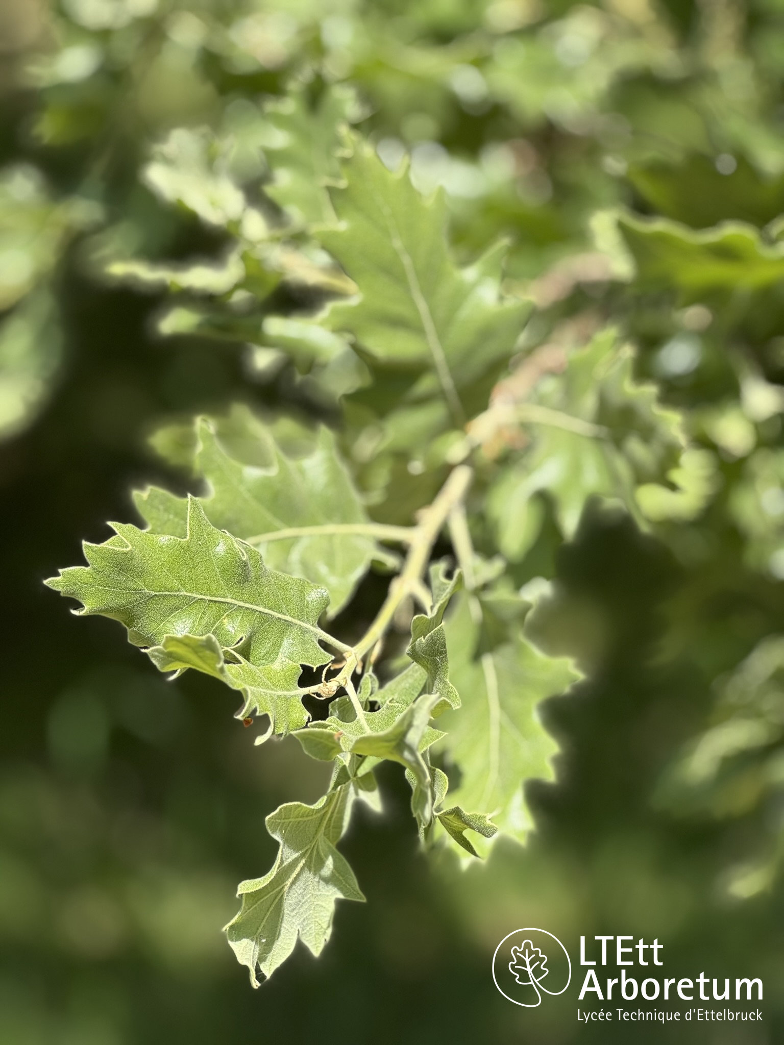 Quercus macrolepis subsp. ithaburensis 250520 (8)_watermarked