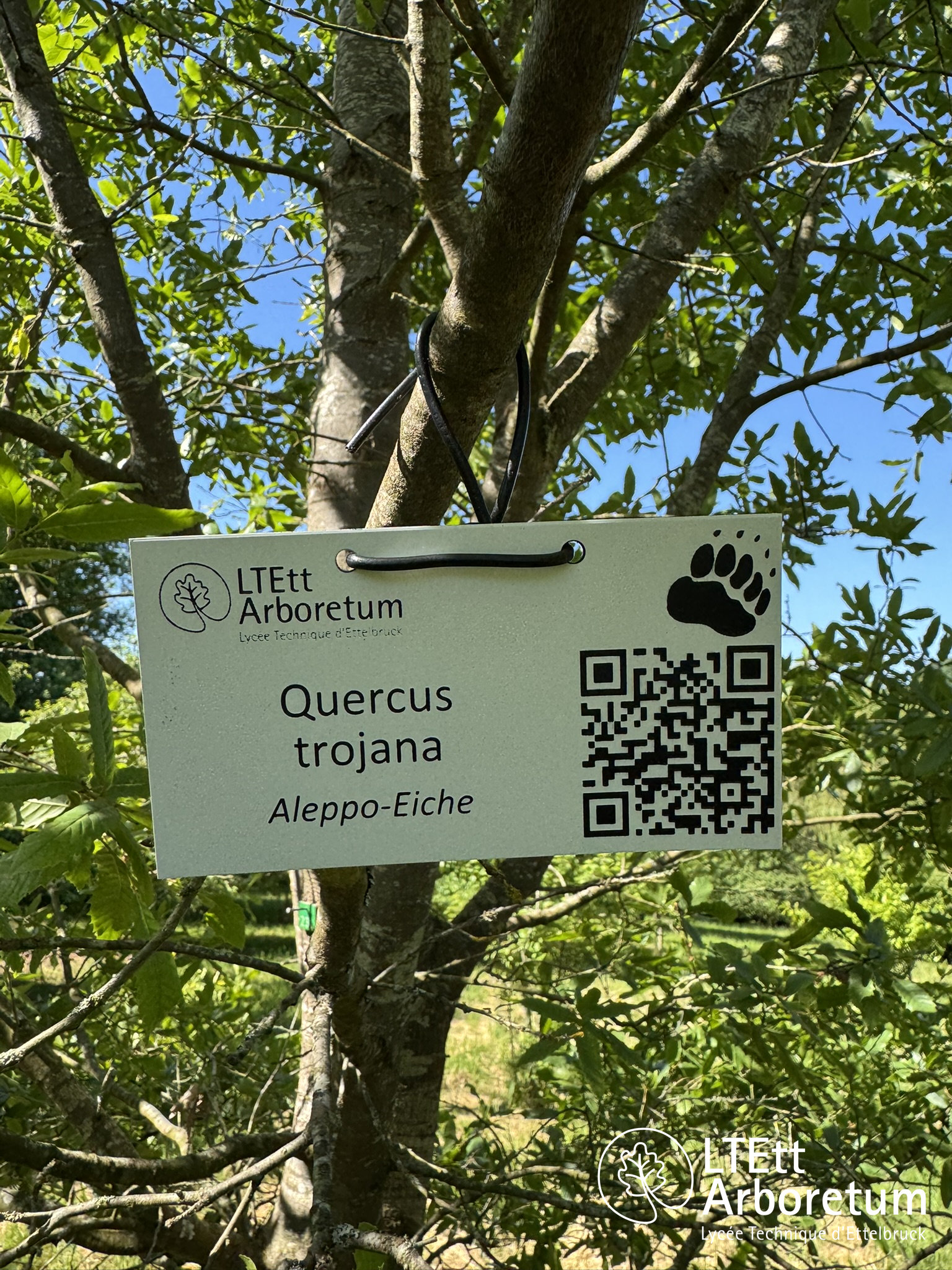 Quercus trojana 250520 (2)_watermarked
