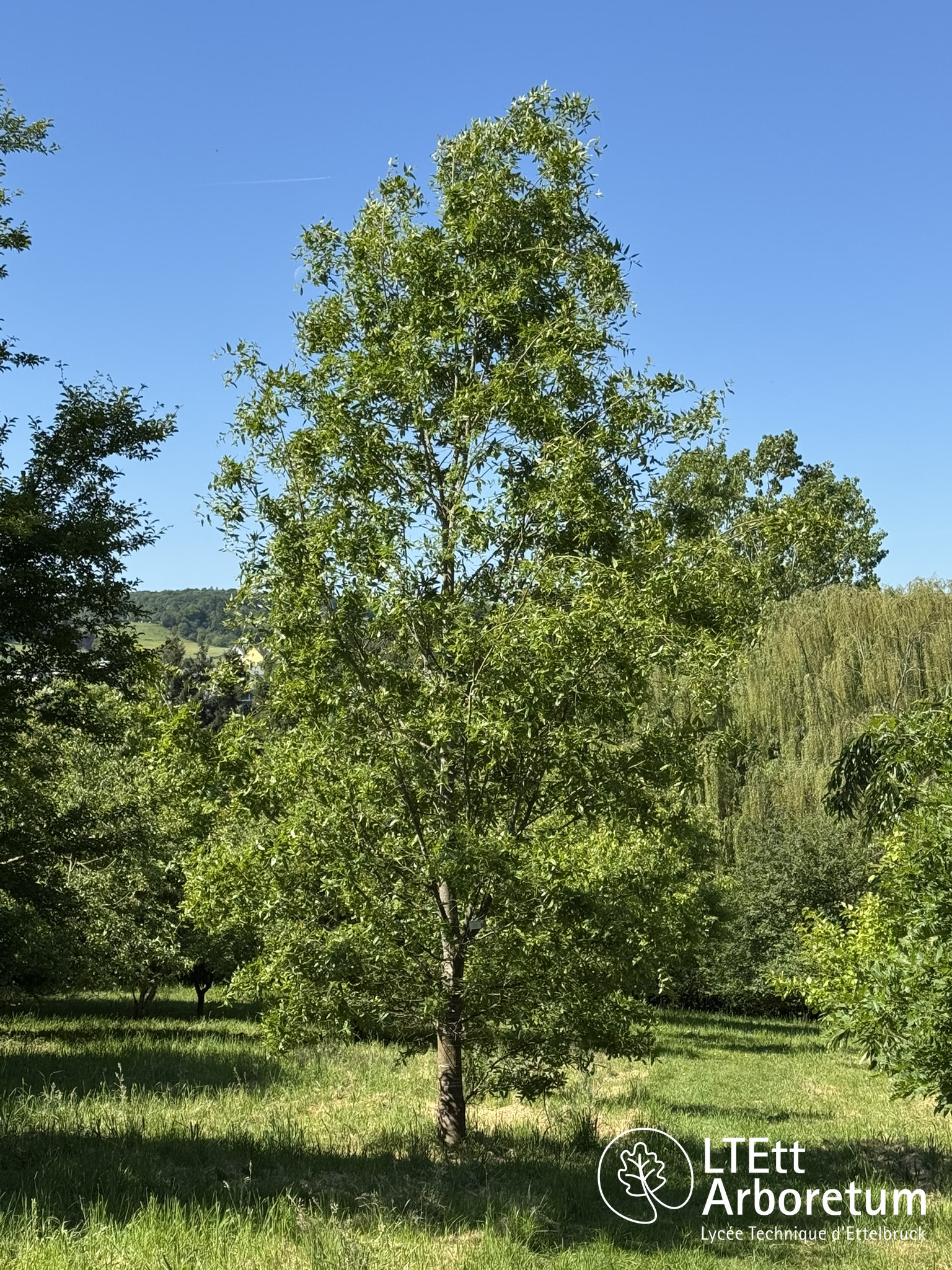 Quercus trojana 250520 (3)_watermarked