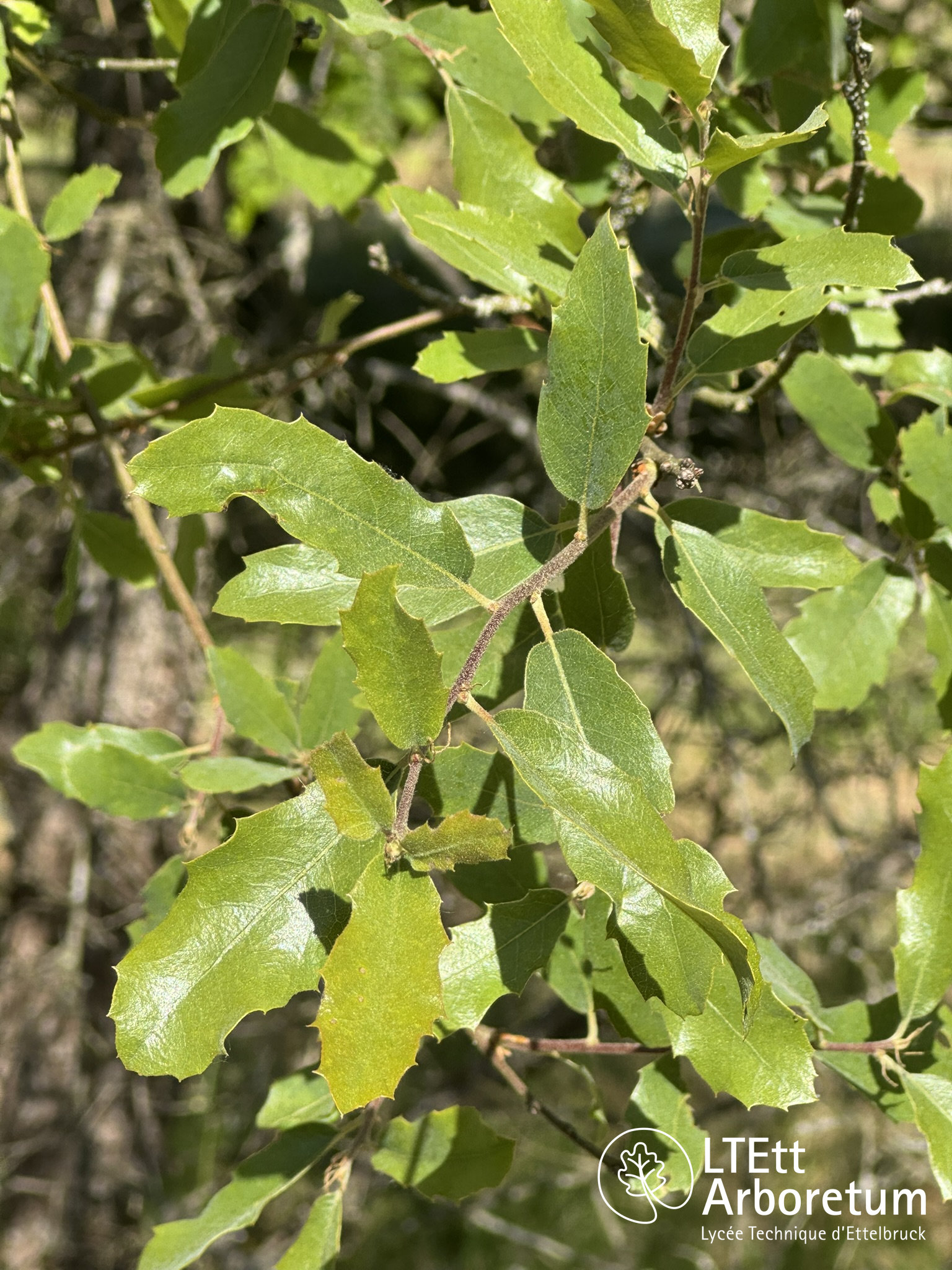 Quercus turbinella 250520 (3)_watermarked