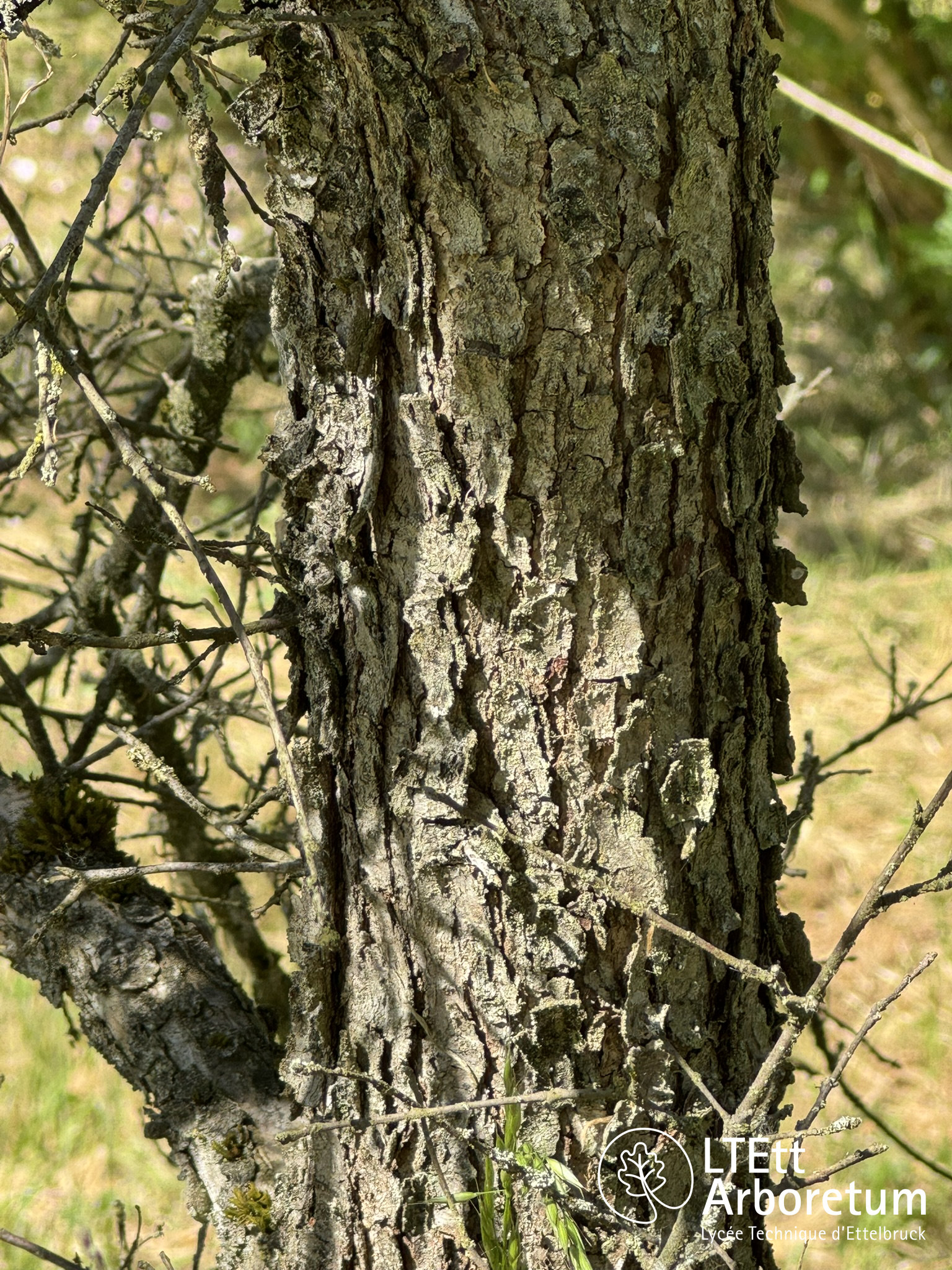 Quercus turbinella 250520 (4)_watermarked