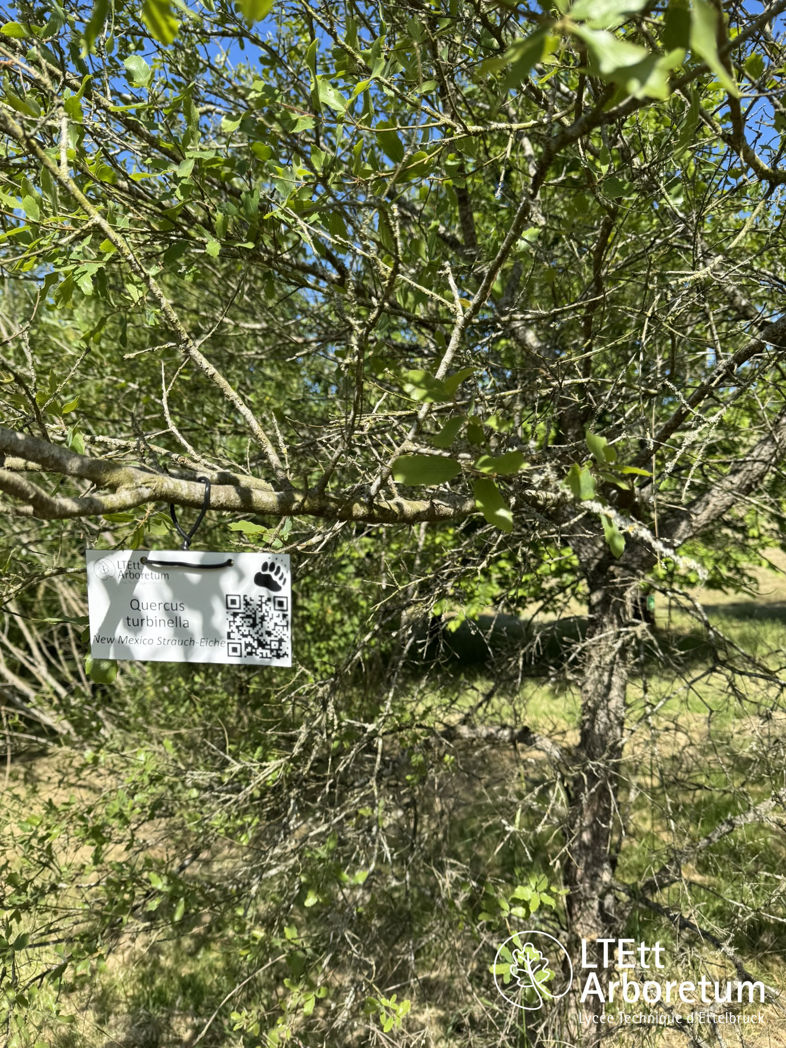 Quercus turbinella 250520 (5)_watermarked