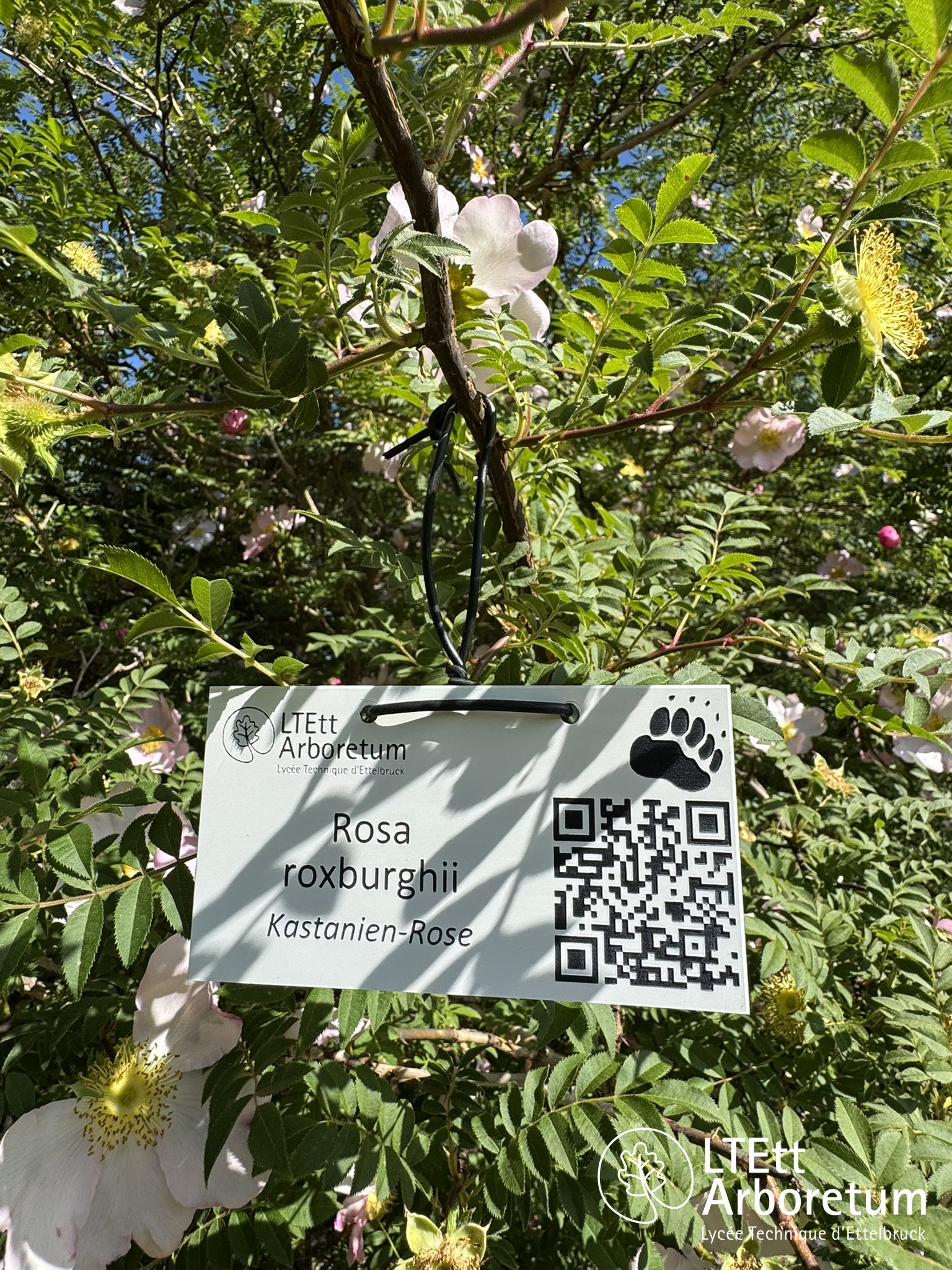 Rosa roxburghii LTETTARB 250520 (1)_watermarked