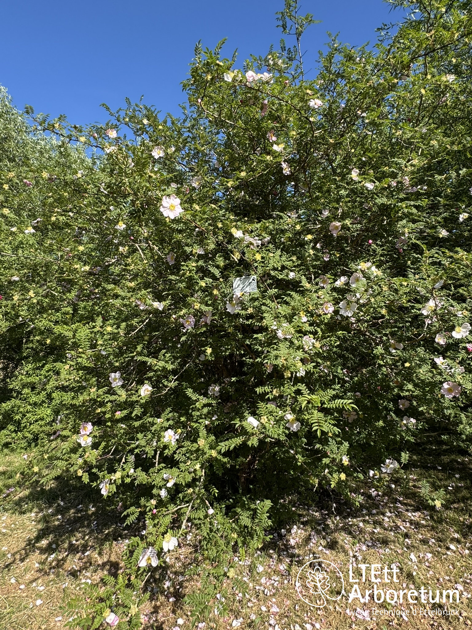 Rosa roxburghii LTETTARB 250520 (2)_watermarked