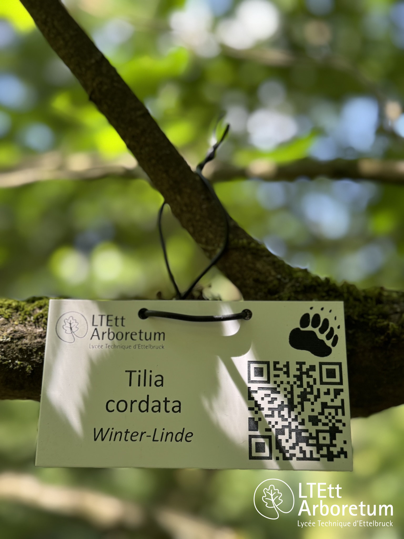 Tilia cordata 250618 (1)_watermarked