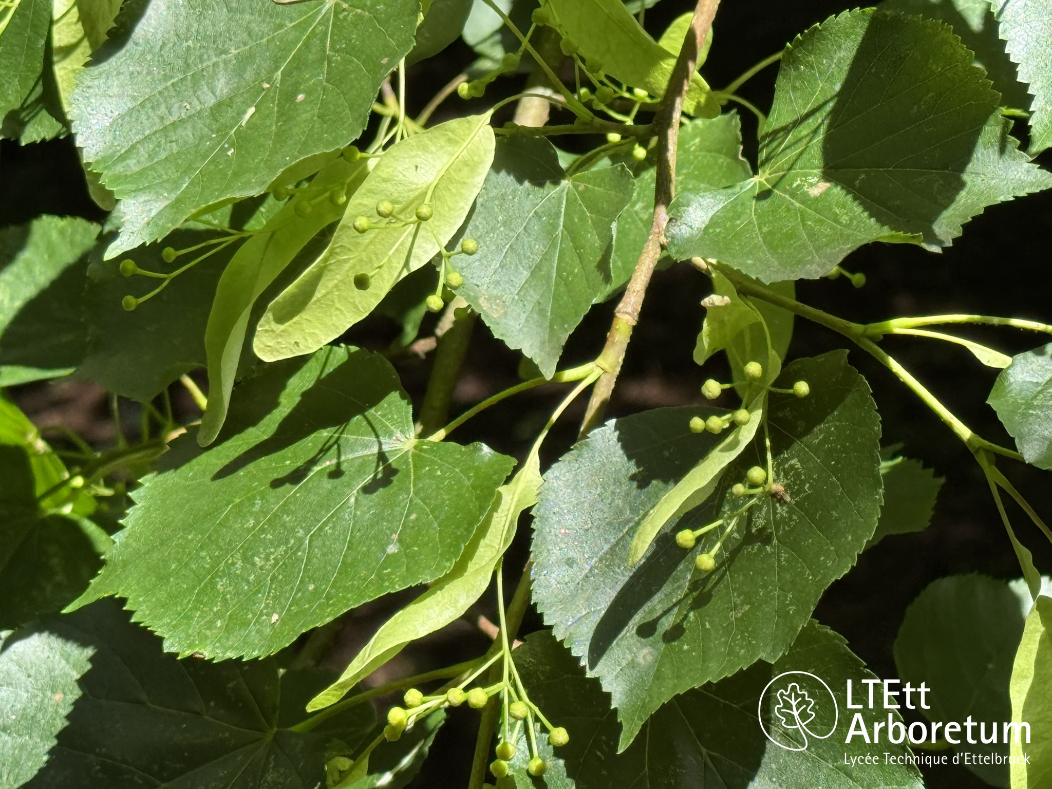 Tilia cordata 250618 (4)_watermarked