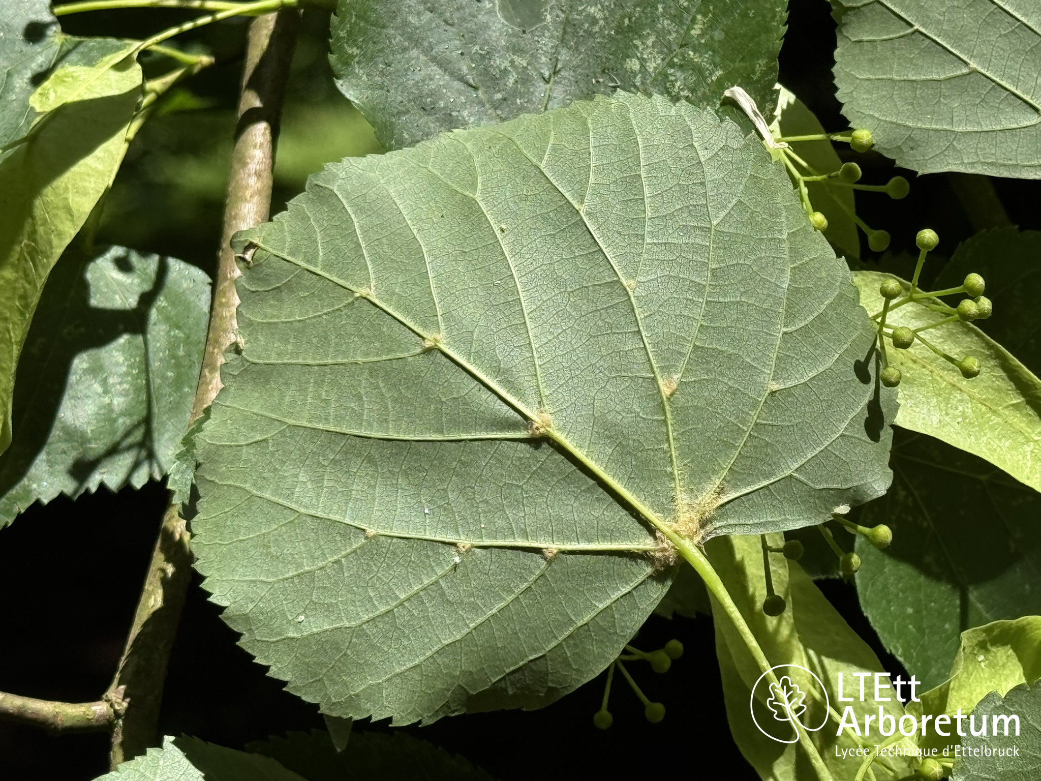 Tilia cordata 250618 (5)_watermarked