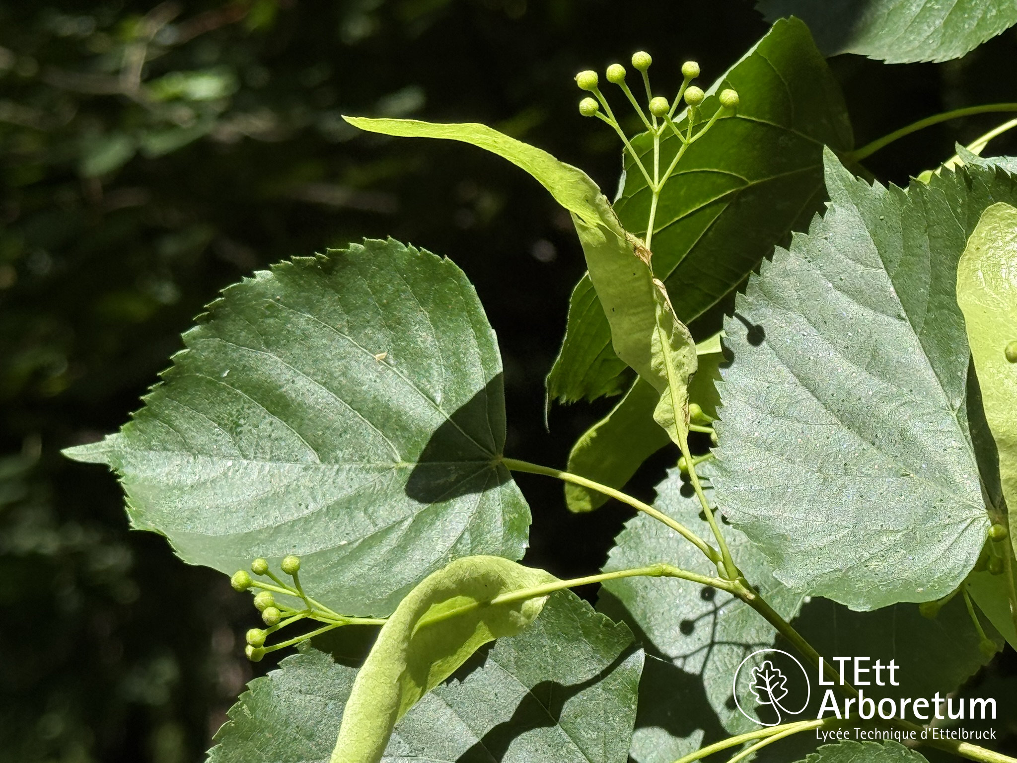 Tilia cordata 250618 (7)_watermarked