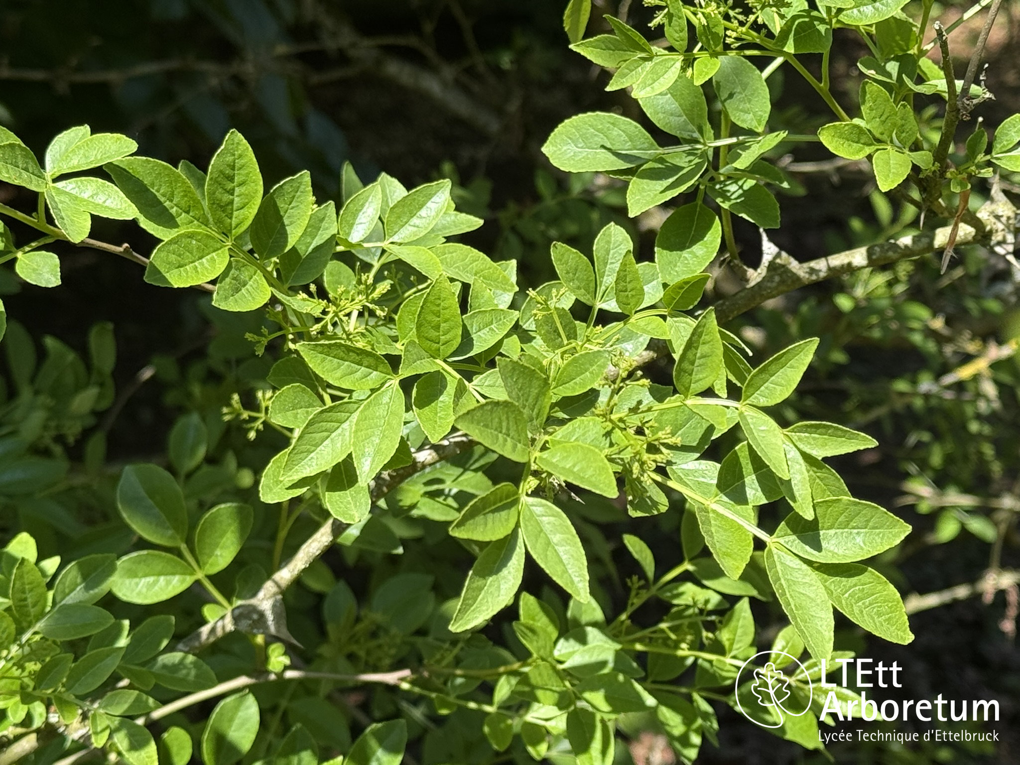 Zanthoxylum simulans 250525 (2)_watermarked