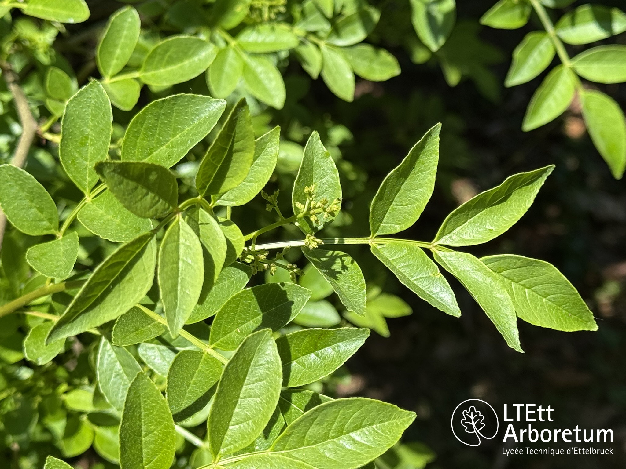 Zanthoxylum simulans 250525 (3)_watermarked