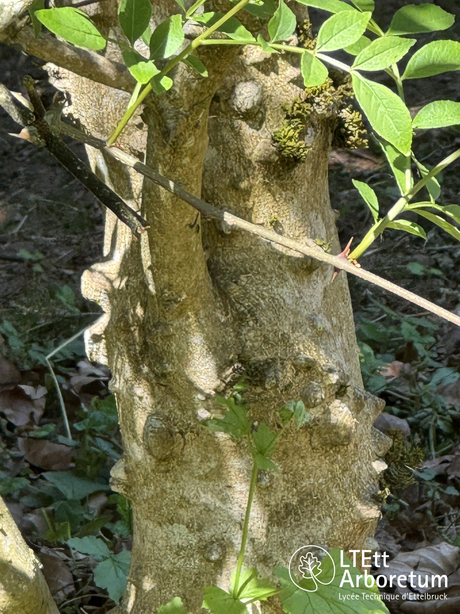 Zanthoxylum simulans 250525 (5)_watermarked