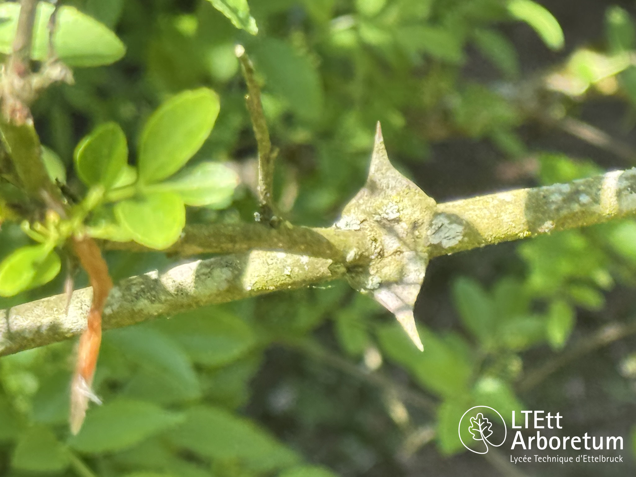 Zanthoxylum simulans 250525 (9)_watermarked