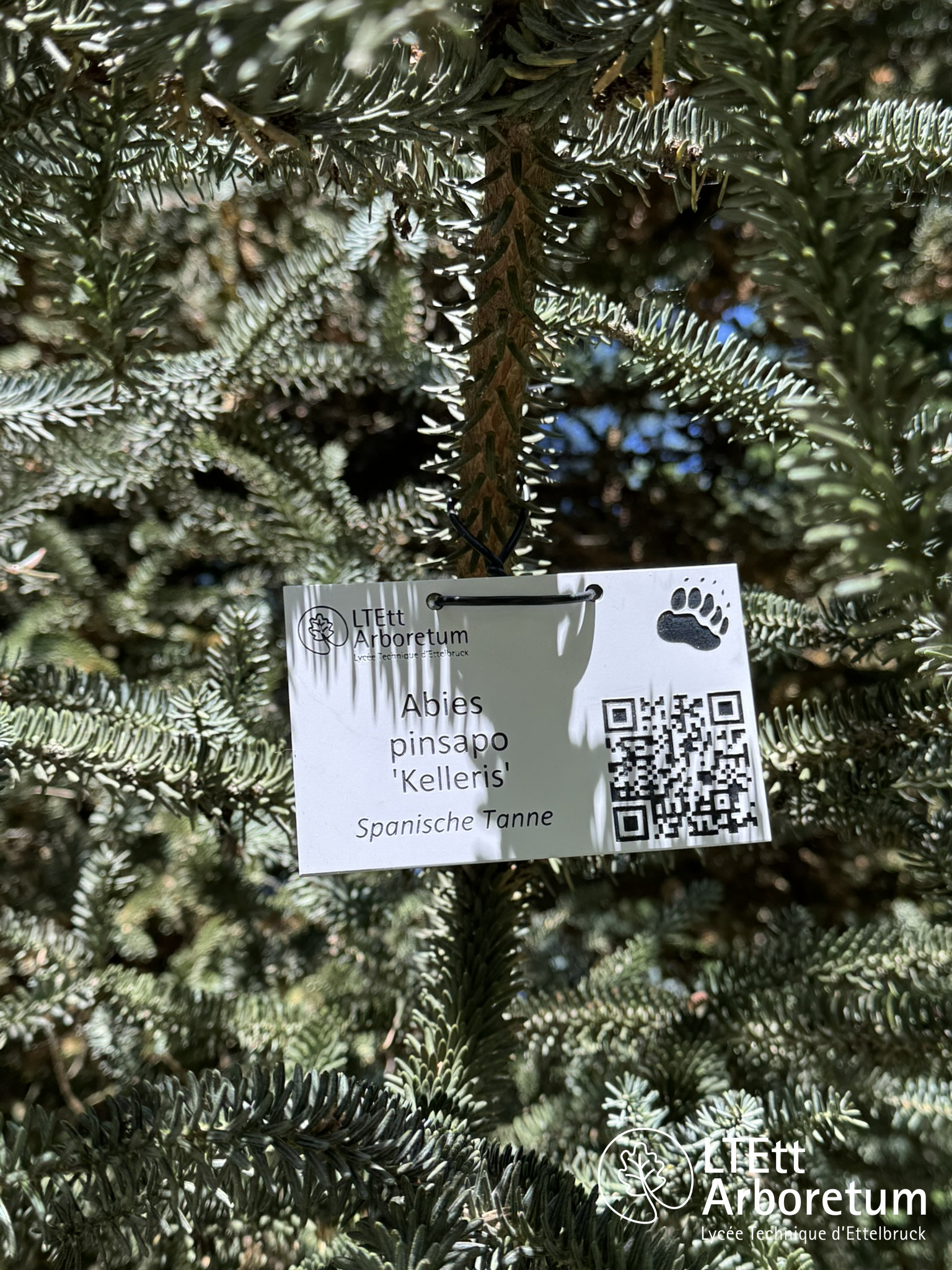 Abies pinsapo KELLERIS 250630_watermarked