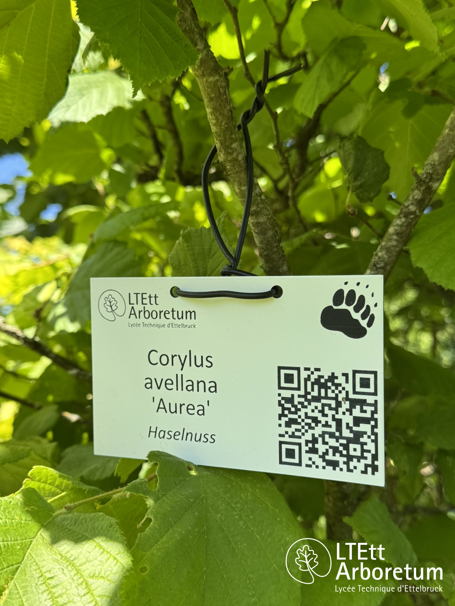 Corylus avellana AUREA 250630_watermarked