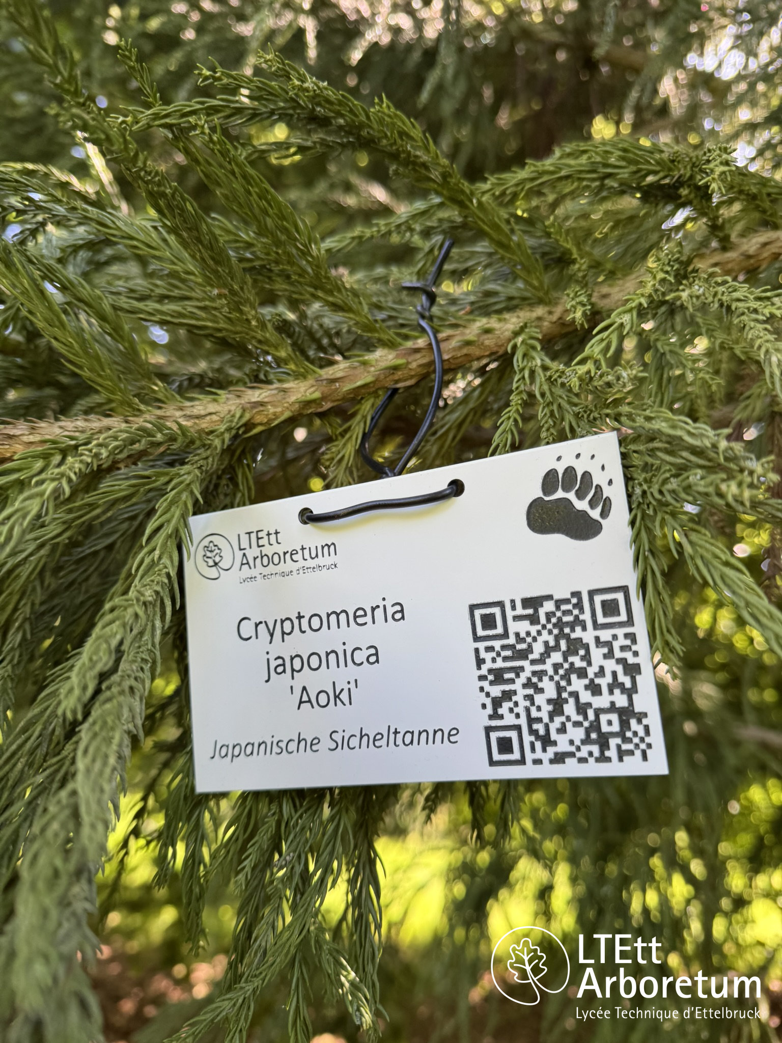 Cryptomeria japonica AOKI 250630_watermarked