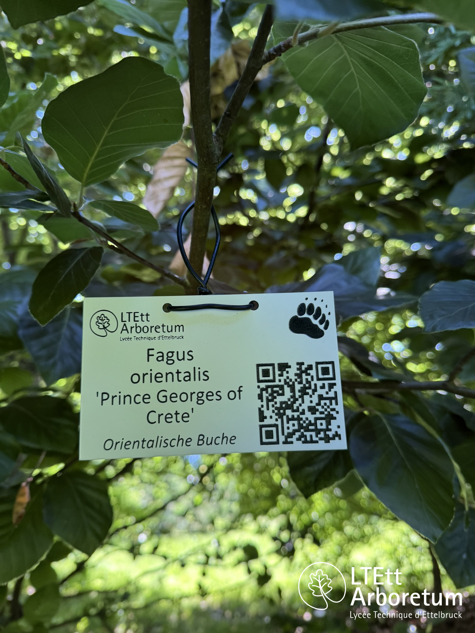 Fagus orientalis PRINCE GEORGE OF CRETE 250630_watermarked