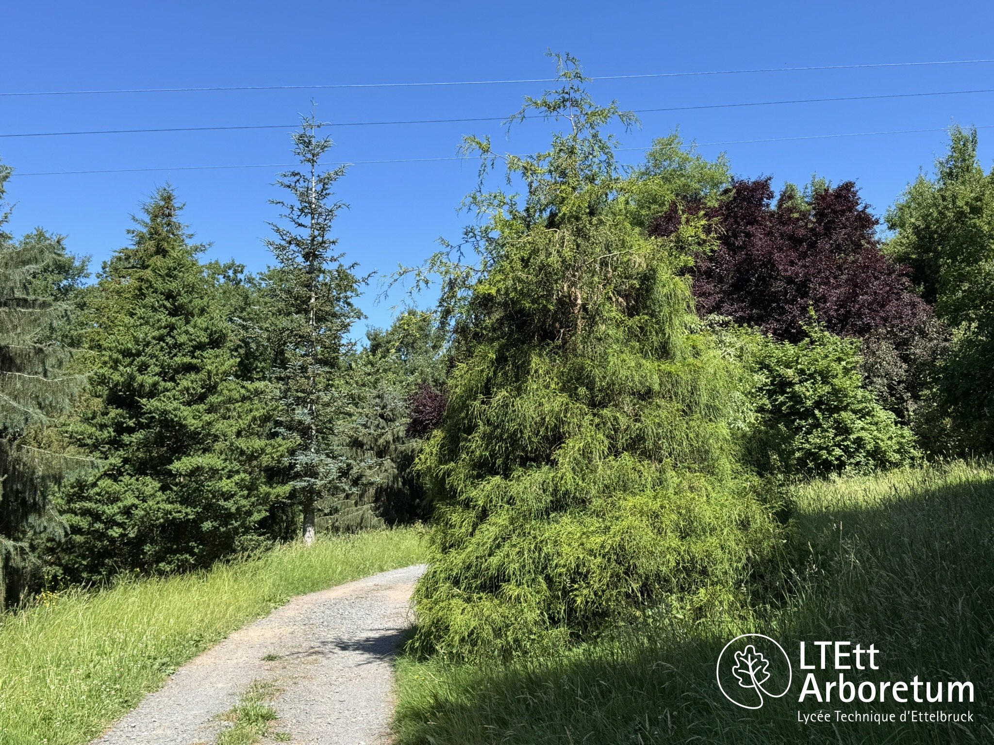 LTEtt-Arboretum Haart 250630_watermarked