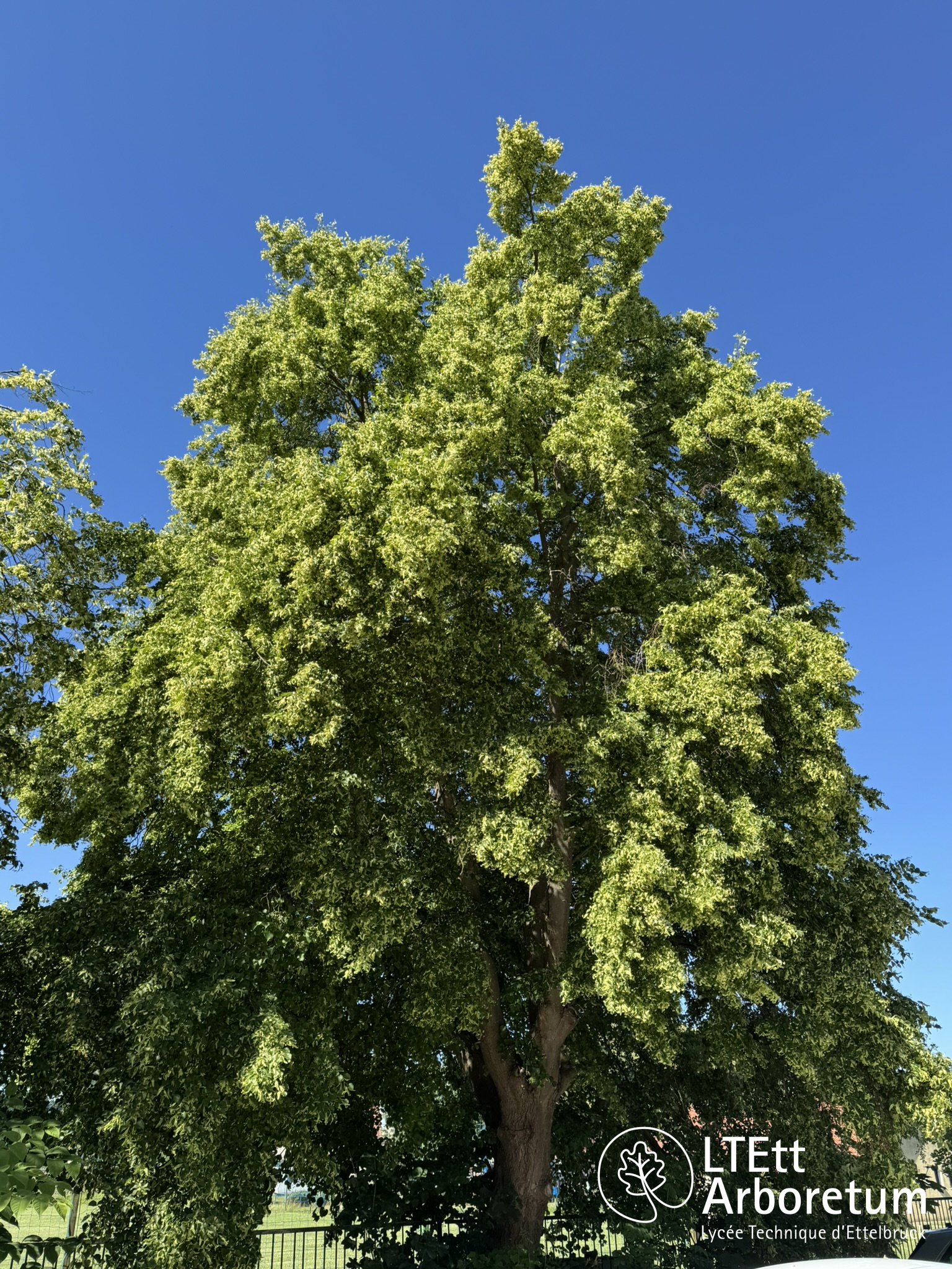 Tilia cordata 250630 (1)_watermarked