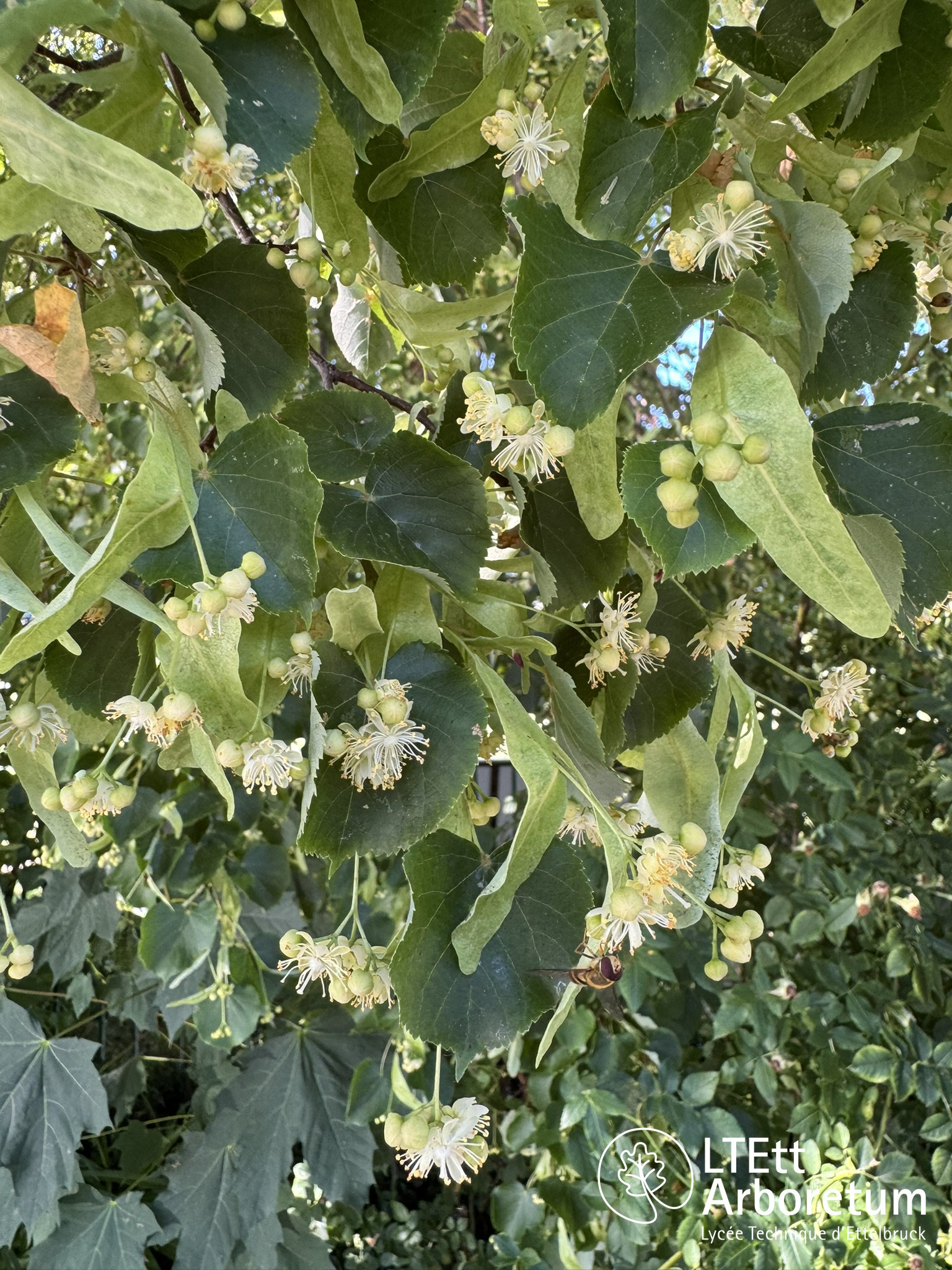 Tilia cordata 250630 (2)_watermarked