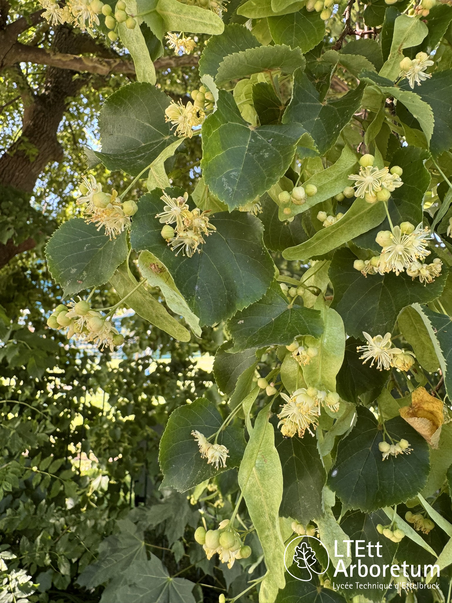 Tilia cordata 250630 (3)_watermarked