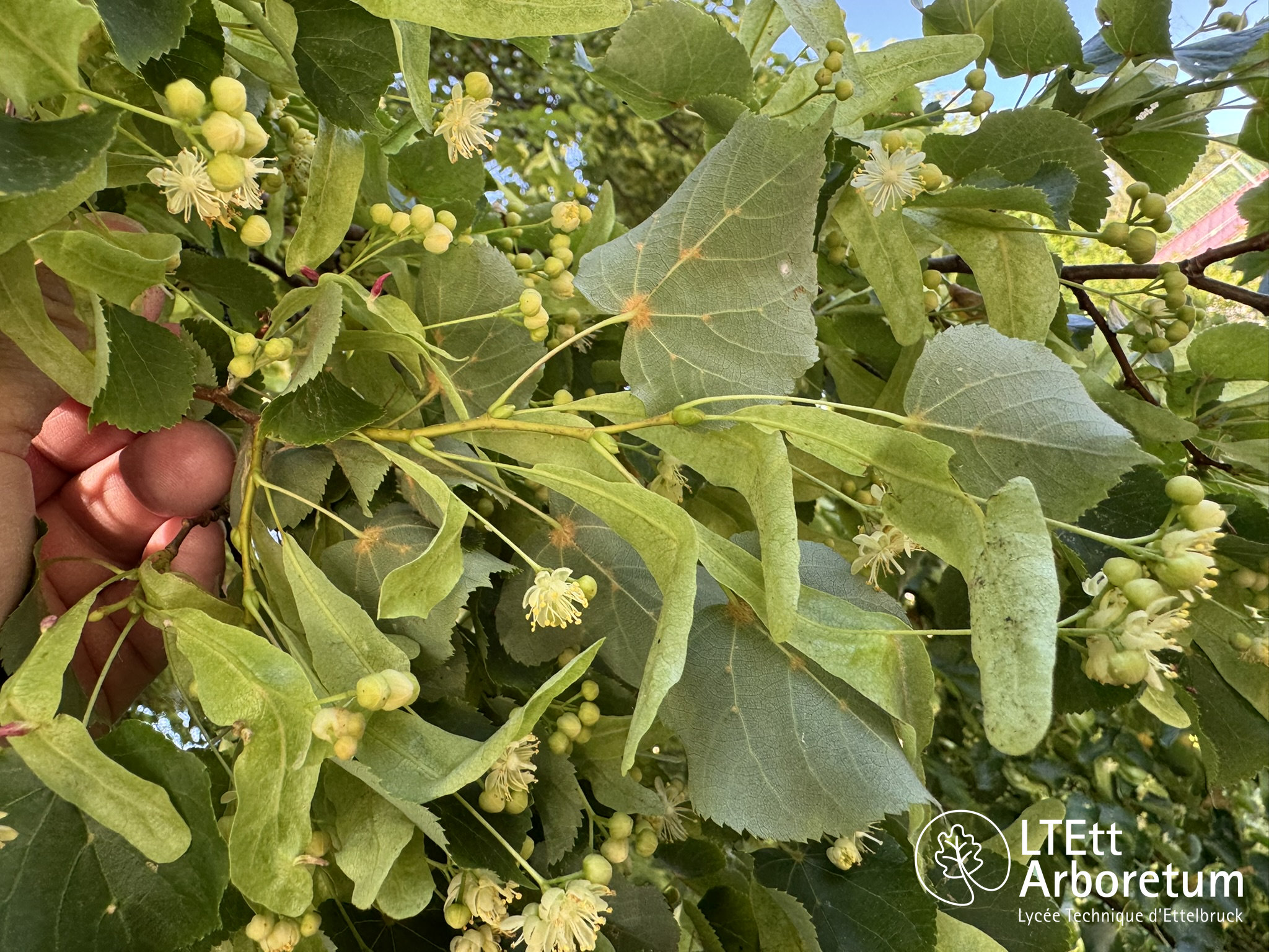 Tilia cordata 250630 (4)_watermarked