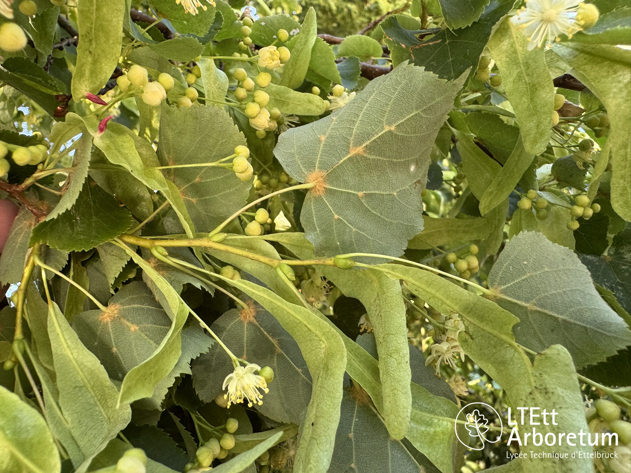 Tilia cordata 250630 (5)_watermarked