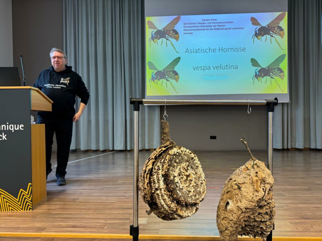 Vortrag – Die Asiatische Hornisse (Vespa Velutina)